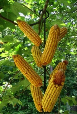 Metal Corn Cob Squirrel Feeder-8 Ears