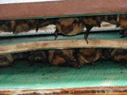 Large Capacity Bat House-5 Chamber -Pet Supplies Store LKbathousenew e3274307 a3b4 48bf 9eff 1b10d1a135e7