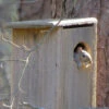 Squirrel House